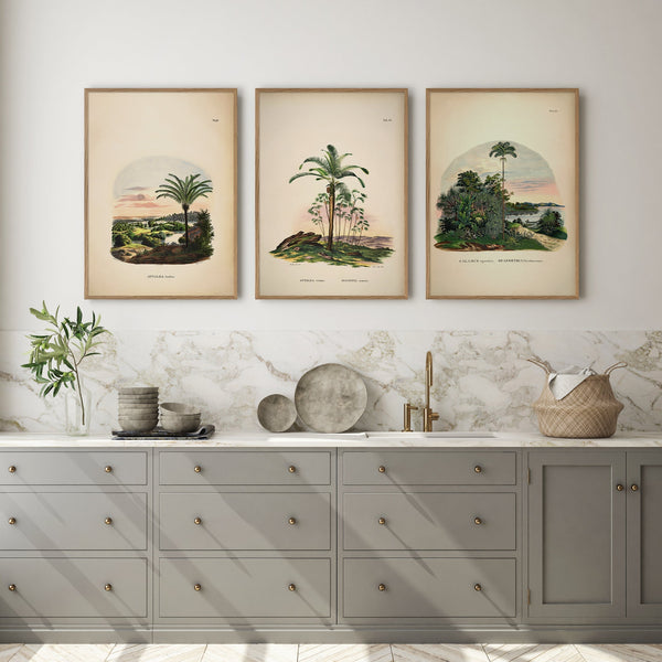 Calamus Equestris Seaforthia