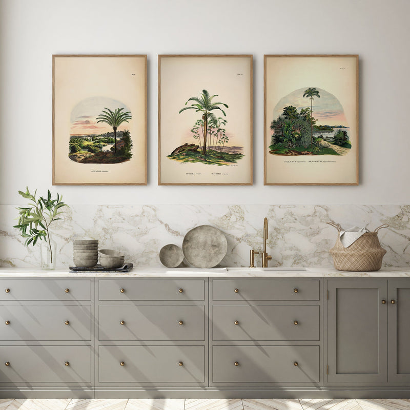 Attalea Compta Mauritia Armata