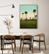 Cabbage Palms of Illawarra, Australia