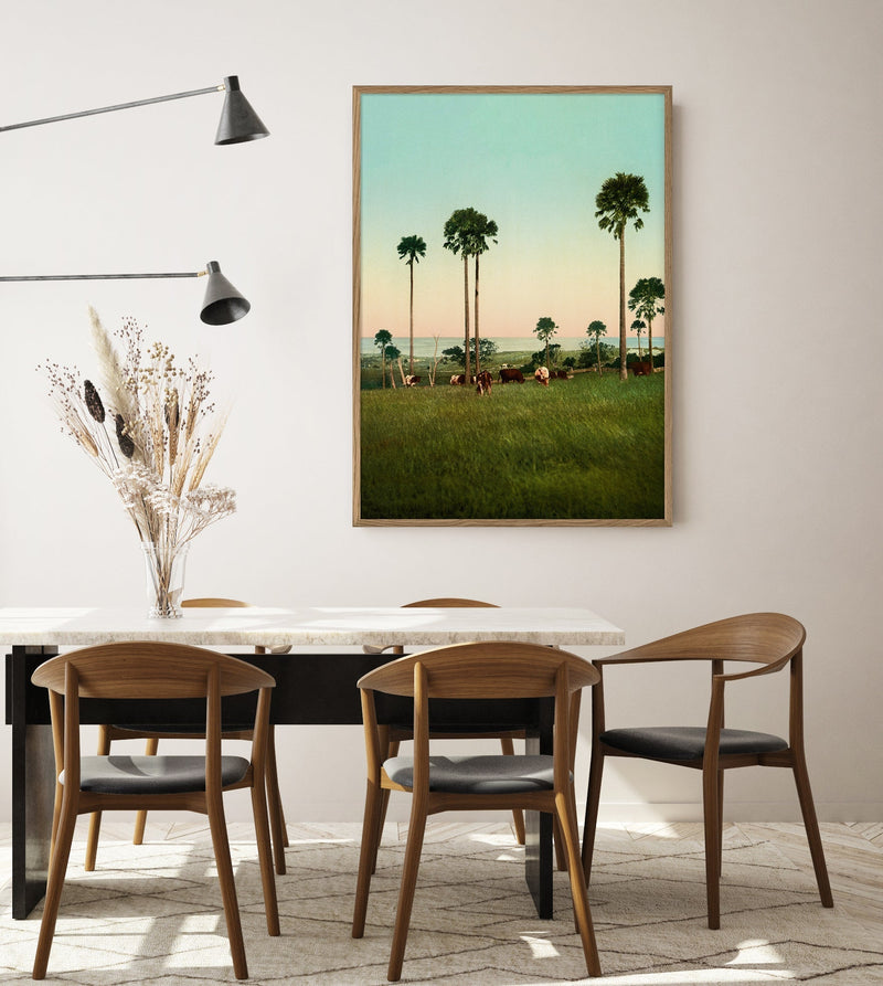 Cabbage Palms of Illawarra, Australia