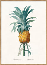 Bromelia Ananas
