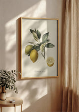 Citronier Commun