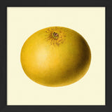 Grapefruit Closed. Mini Print
