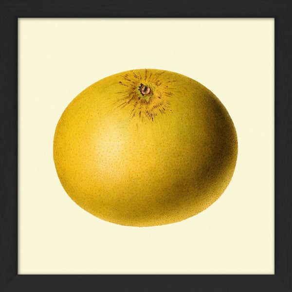 Grapefruit Closed. Mini Print