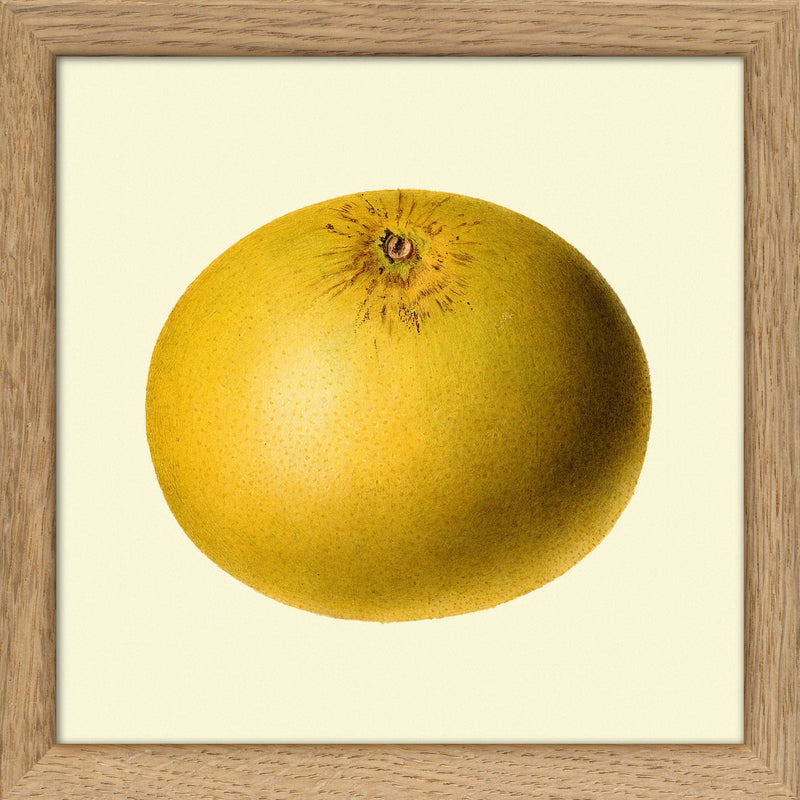 Grapefruit Closed. Mini Print