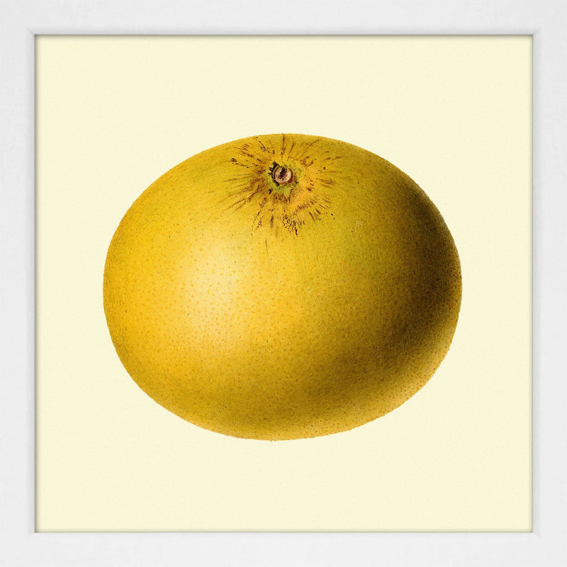 Grapefruit Closed. Mini Print
