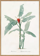 Musa Coccinea