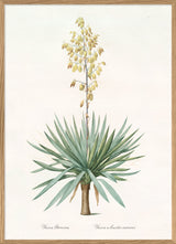 Yucca Gloriosa