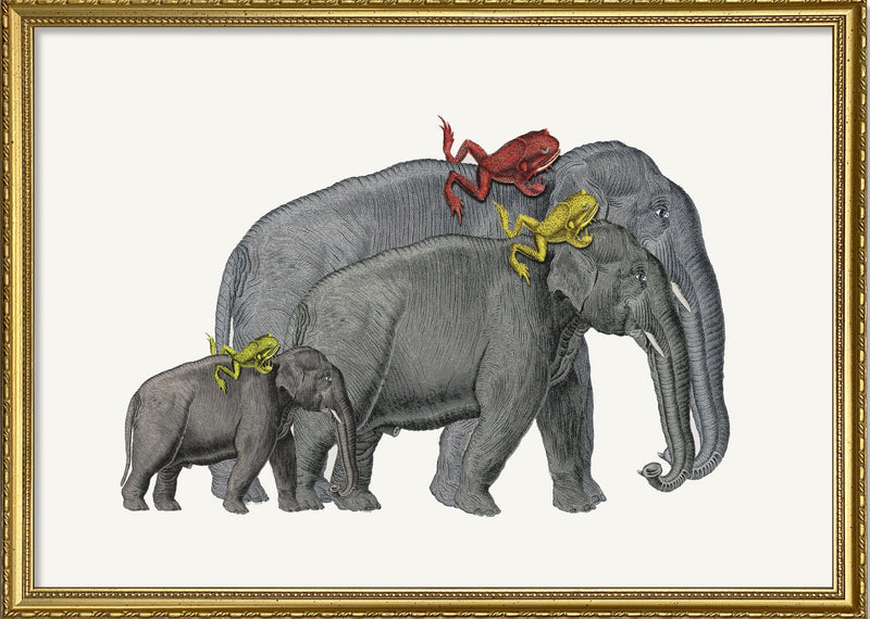 Elephants and Frogs