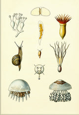 Animals & Plants I