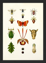Animals & Plants II