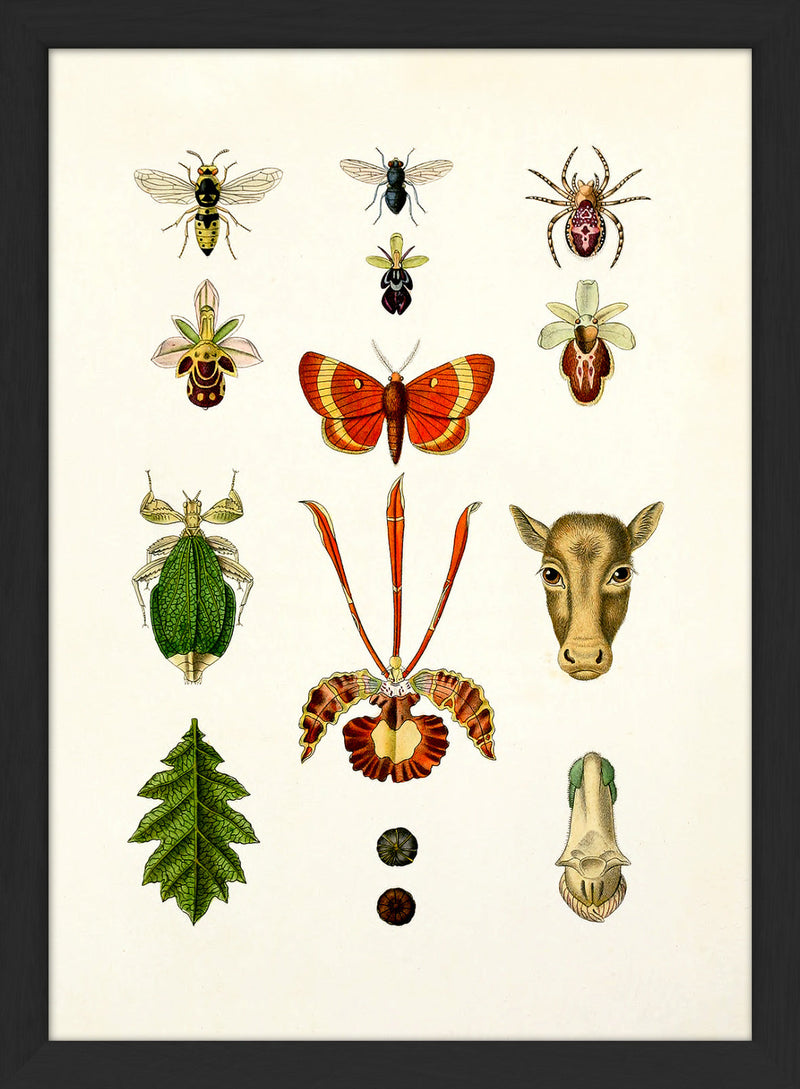 Animals & Plants II