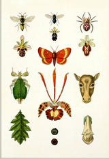 Animals & Plants II
