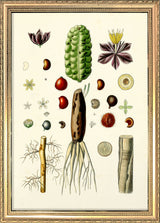 Animals & Plants III