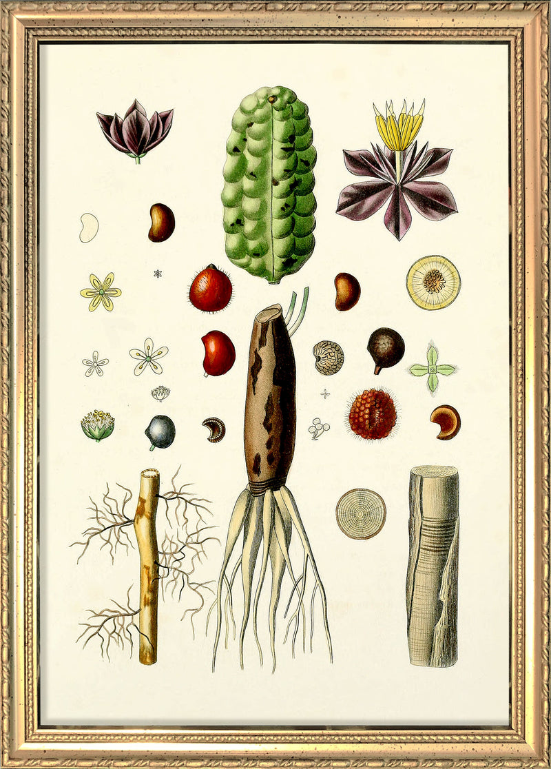 Animals & Plants III