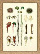Animals & Plants IV