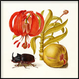 Rhinoceros Beetle