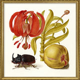 Rhinoceros Beetle