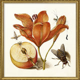 Orange Lily