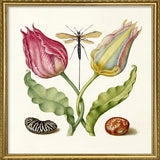 Tulips and Beans