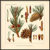 Pinus Pungens