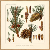 Pinus Pungens