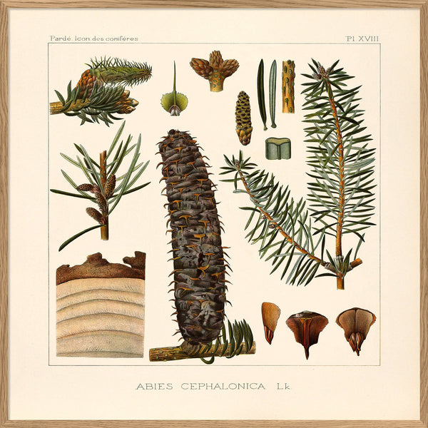 Abies Cephanolica