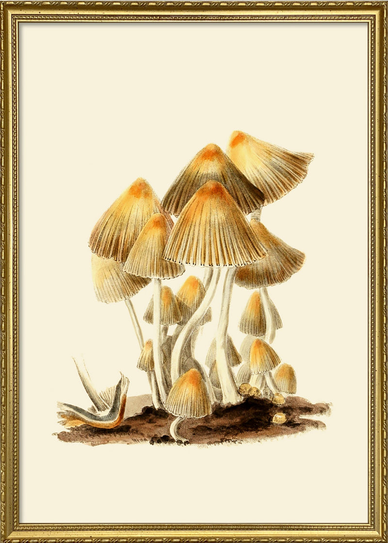 Fungi I