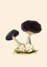 Fungi II