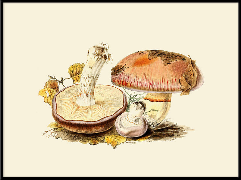 Fungi IV