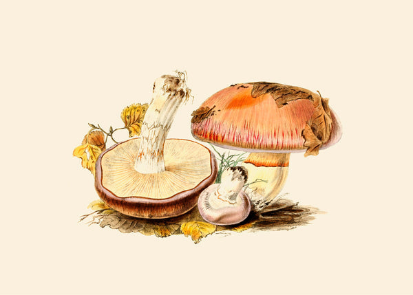 Fungi IV