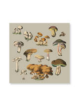 Fungi X
