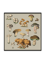 Fungi XI