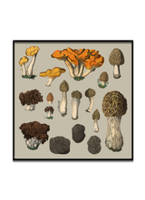 Fungi XII