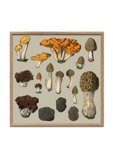 Fungi XII