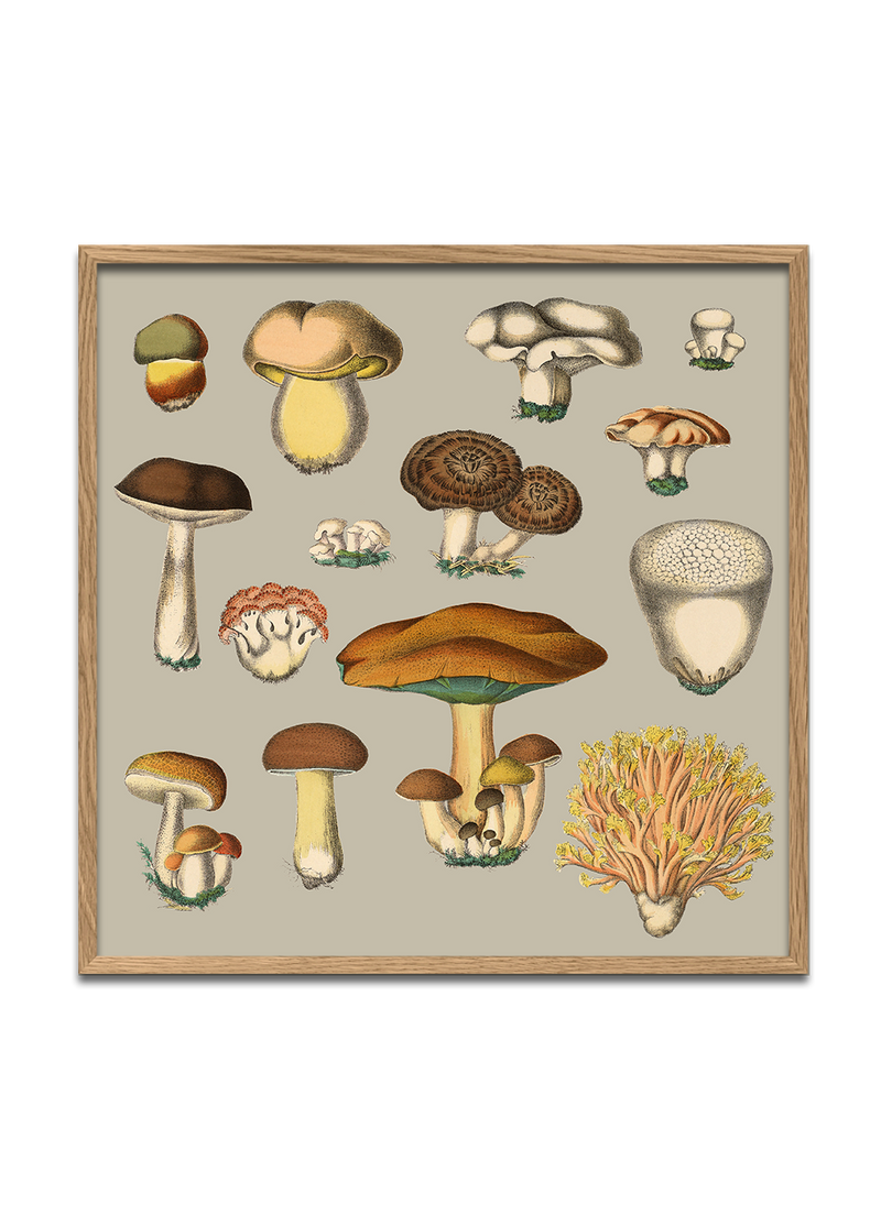 Fungi XIII