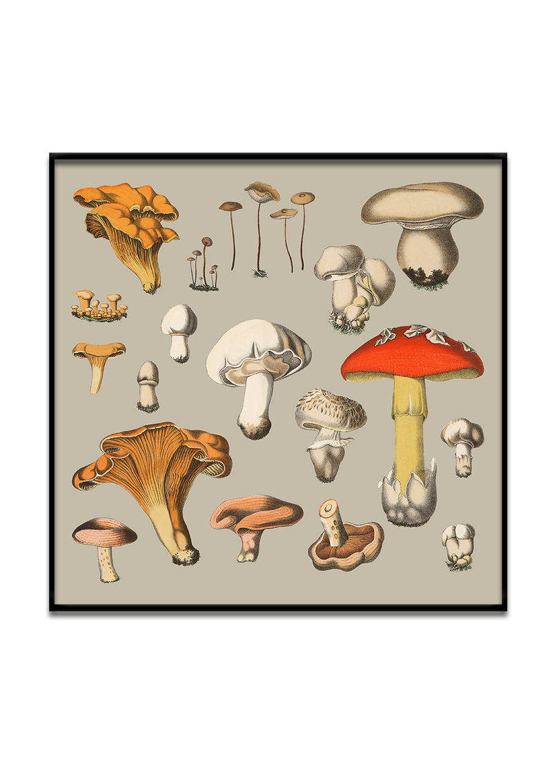 Fungi XIV