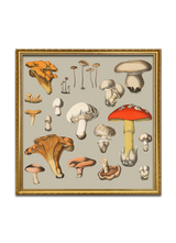 Fungi XIV
