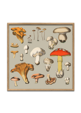 Fungi XIV