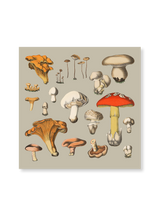 Fungi XIV