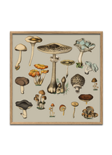 Fungi XV