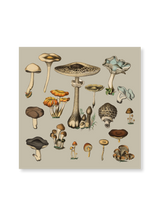 Fungi XV