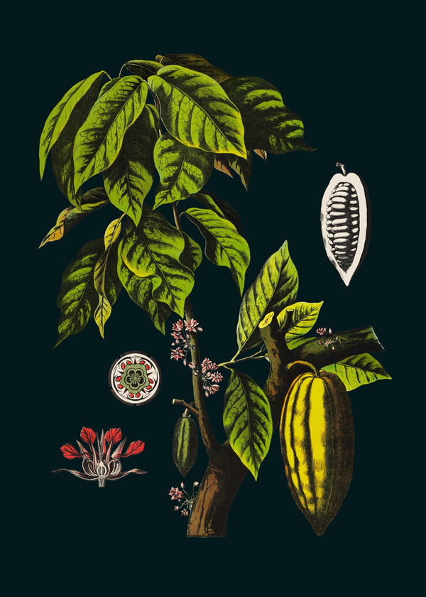 Cacao