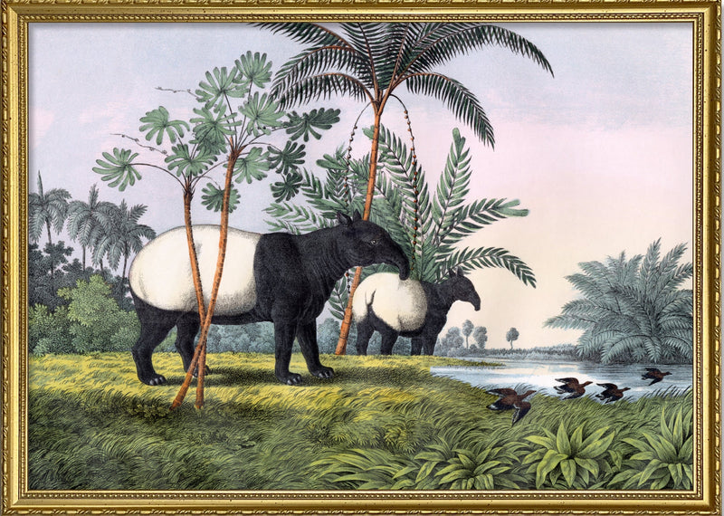 Malay Tapir