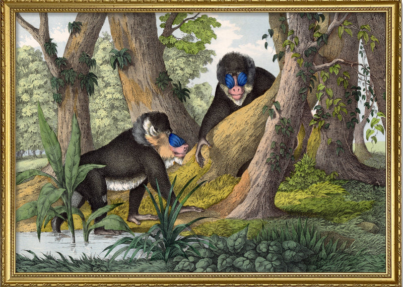 Mandrill