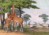 Giraffe & Gemsbok