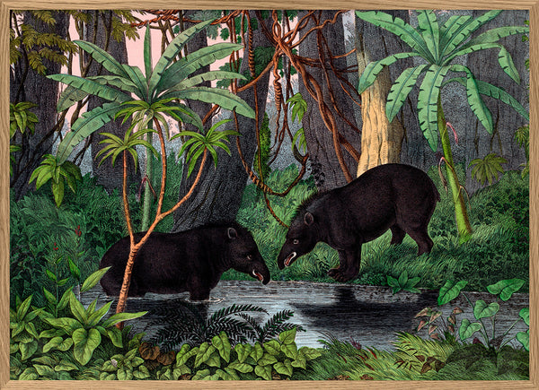 American Tapir