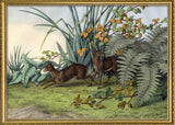 Musk Deer