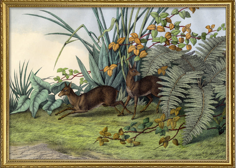 Musk Deer