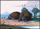 Echidna or Porcupine Ant-Eater